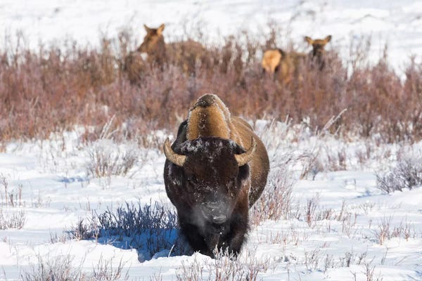 Wyoming, Yellowstone NP. A male bison pauses from eating grass while two female elk browse