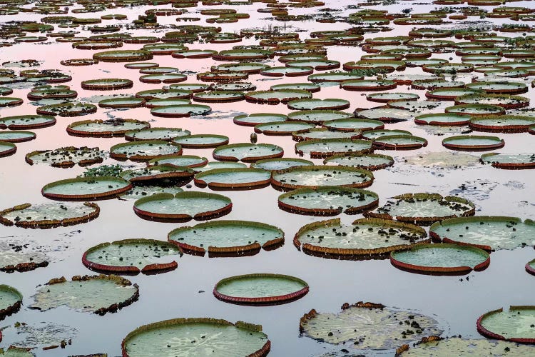 Brazil, The Pantanal. Giant lily pads are in the water at sunset.