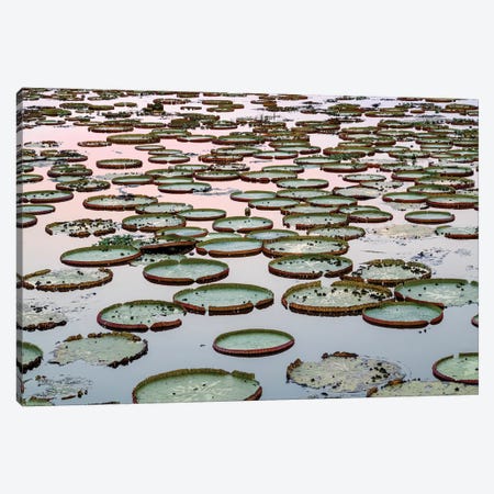Brazil, The Pantanal. Giant lily pads are in the water at sunset. Canvas Print #EGO7} by Ellen Goff Canvas Artwork