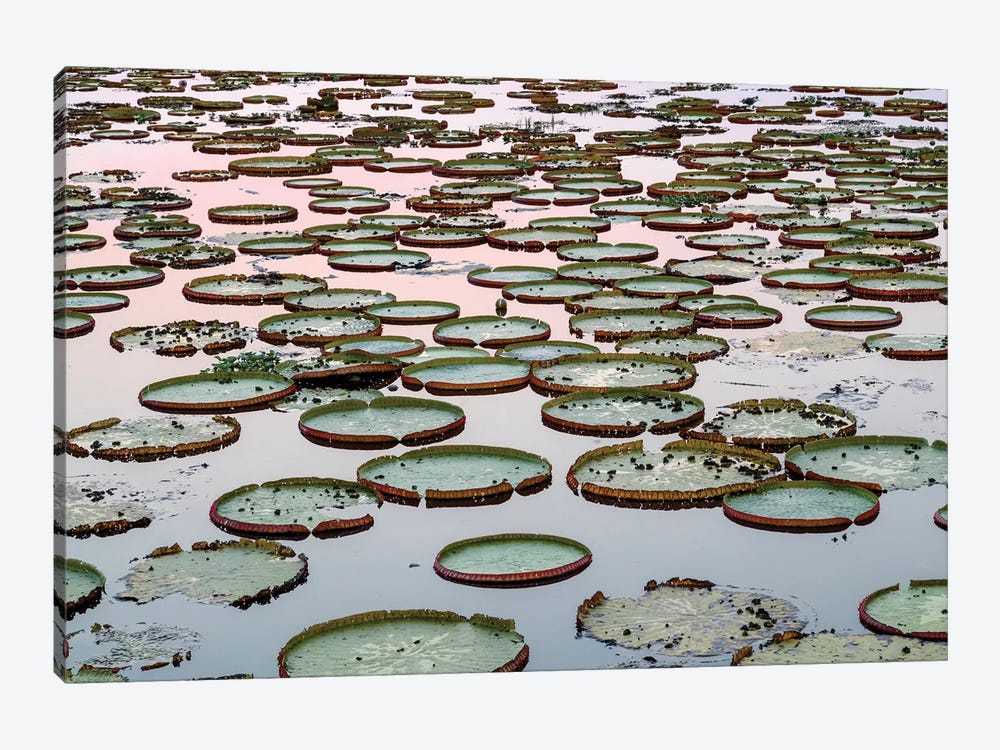 Brazil, The Pantanal. Giant lily pads are in the water at sunset. by Ellen Goff 1-piece Canvas Art