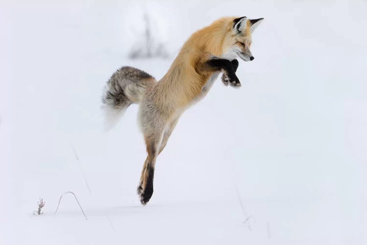 Wyoming, Yellowstone NP. A red fox leaping to break through the snow to get a rodent.