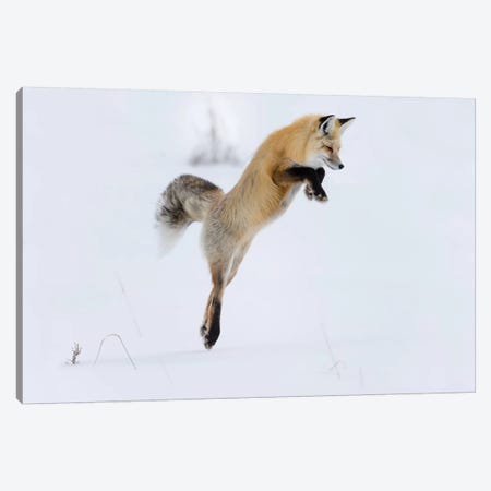 Wyoming, Yellowstone NP. A red fox leaping to break through the snow to get a rodent. Canvas Print #EGO80} by Ellen Goff Canvas Print