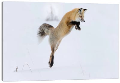 Wyoming, Yellowstone NP. A red fox leaping to break through the snow to get a rodent. Canvas Art Print
