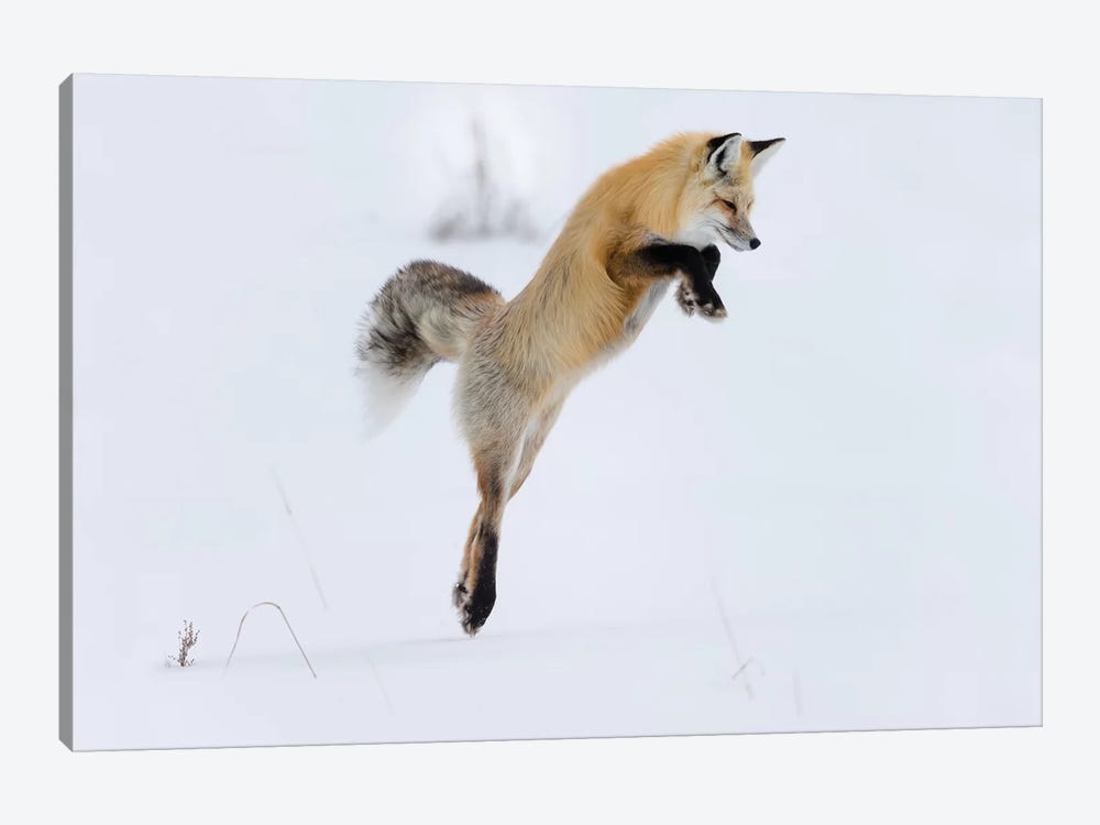 Wyoming, Yellowstone NP. A red fox leaping to break through the snow to get a rodent. by Ellen Goff 1-piece Canvas Artwork