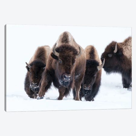 Wyoming, Yellowstone NP. American bison (Bos bison) beginning to run through the deep snow. Canvas Print #EGO81} by Ellen Goff Art Print