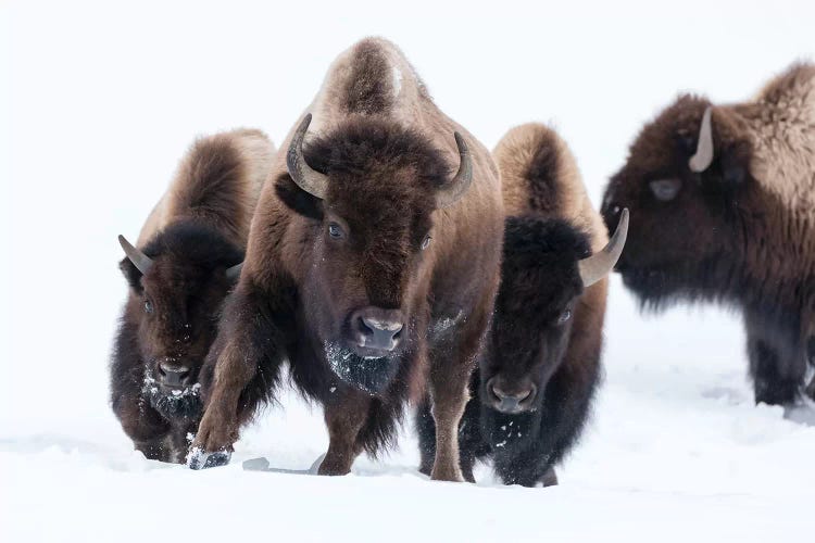 Wyoming, Yellowstone NP. American bison (Bos bison) beginning to run through the deep snow.