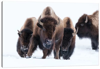 Wyoming, Yellowstone NP. American bison (Bos bison) beginning to run through the deep snow. Canvas Art Print - Bison & Buffalo Art