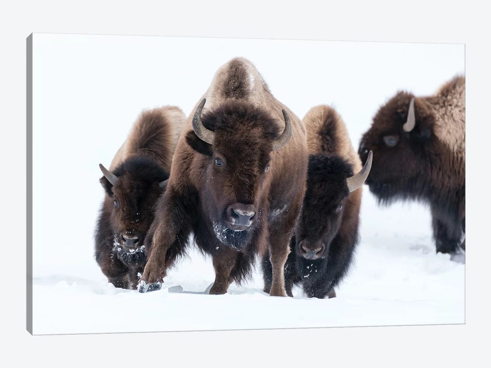 Wyoming, Yellowstone NP. American bison (Bos bison) beginning to run through the deep snow. by Ellen Goff 1-piece Canvas Art Print