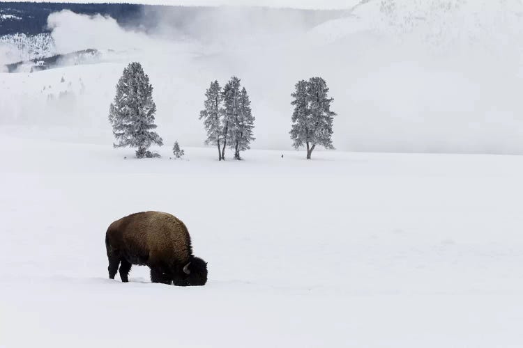 American Bison Bull Foraging Beneath The Snow For Grass. Wyoming, Yellowstone National Park