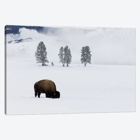 Wyoming, Yellowstone NP. American bison bull foraging beneath the snow for grass Canvas Print #EGO82} by Ellen Goff Canvas Art Print