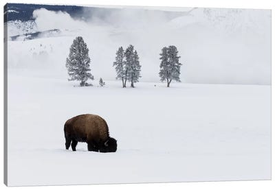 Wyoming, Yellowstone NP. American bison bull foraging beneath the snow for grass Canvas Art Print