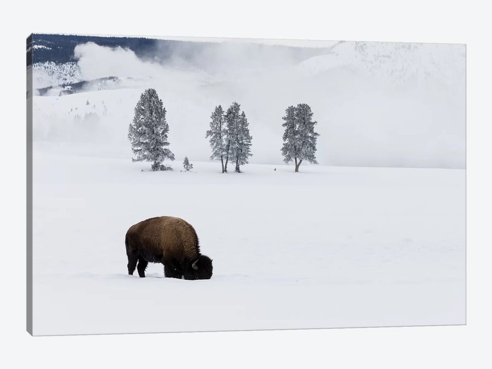 Wyoming, Yellowstone NP. American bison bull foraging beneath the snow for grass by Ellen Goff 1-piece Canvas Art