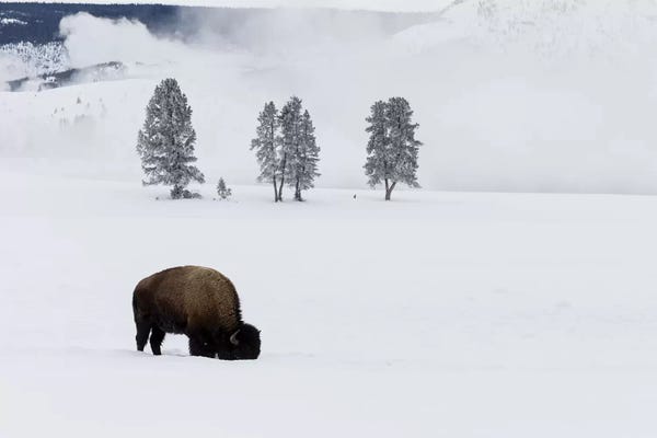 American Bison Bull Foraging Beneath The Snow For Grass. Wyoming, Yellowstone National Park