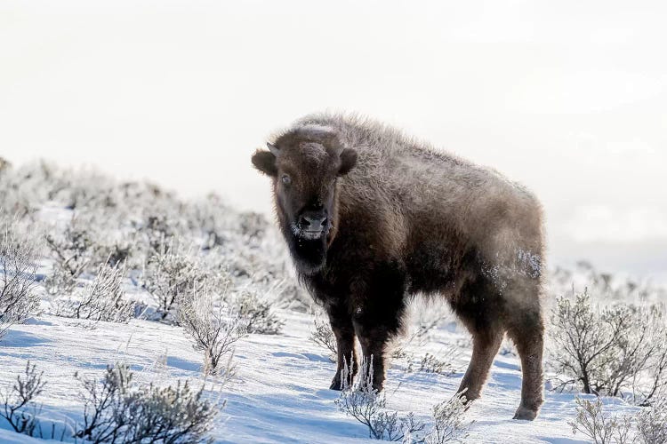 American Bison Standing In The Sage With Steam. Wyoming, Yellowstone National Park