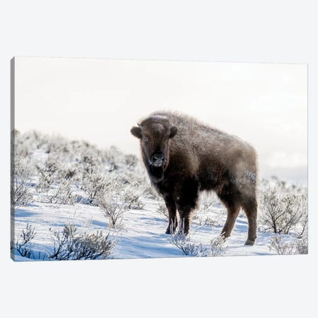 Wyoming, Yellowstone NP. American bison standing in the sage with steam Canvas Print #EGO83} by Ellen Goff Art Print
