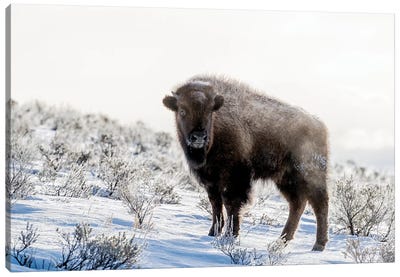 Wyoming, Yellowstone NP. American bison standing in the sage with steam Canvas Art Print