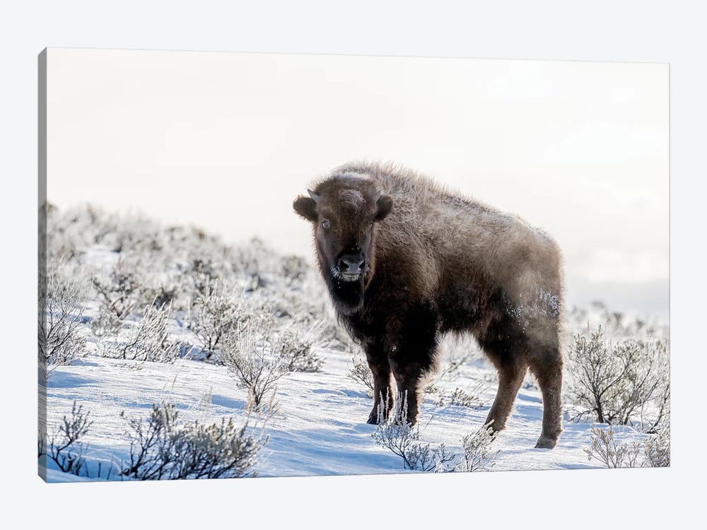 Wyoming, Yellowstone NP. American bison standing in the sage with steam by Ellen Goff 1-piece Canvas Art Print
