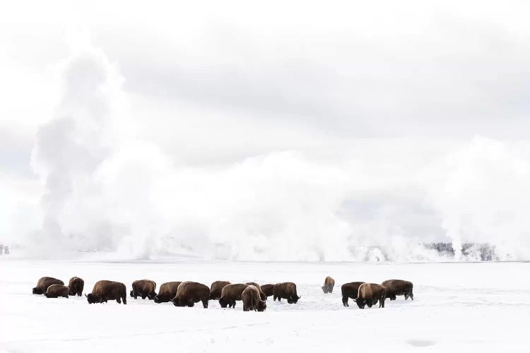 American Bison Struggling To Find Grass Beneath The Winter Snow Pack.. Wyoming, Yellowstone National Park