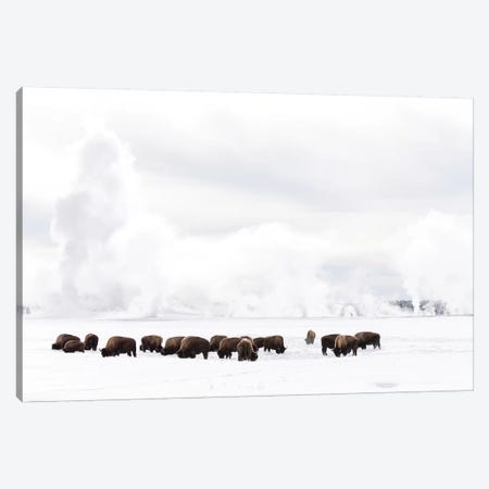 Wyoming, Yellowstone NP. American bison struggling to find grass beneath the winter snow pack. Canvas Print #EGO84} by Ellen Goff Canvas Wall Art