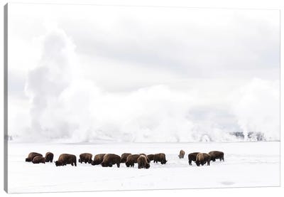 Wyoming, Yellowstone NP. American bison struggling to find grass beneath the winter snow pack. Canvas Art Print