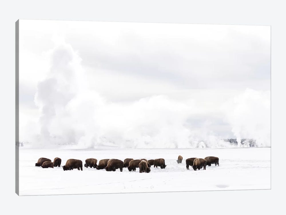Wyoming, Yellowstone NP. American bison struggling to find grass beneath the winter snow pack. by Ellen Goff 1-piece Canvas Art