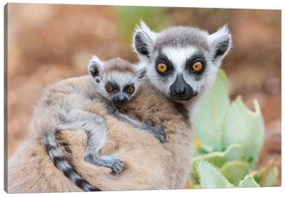 Africa, Madagascar, Anosy, Berenty Reserve. A Baby Ring-Tailed Lemur Clinging To Its Mother'S Back. Canvas Art Print - Lemur Art