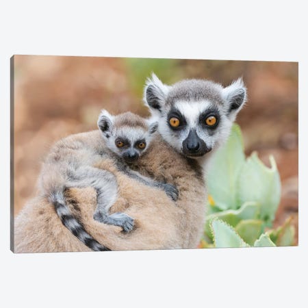 Africa, Madagascar, Anosy, Berenty Reserve. A Baby Ring-Tailed Lemur Clinging To Its Mother'S Back. Canvas Print #EGO85} by Ellen Goff Canvas Artwork