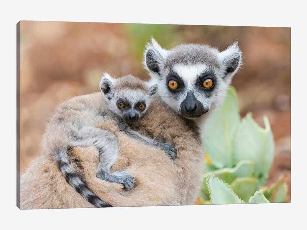 Africa, Madagascar, Anosy, Berenty Reserve. A Baby Ring-Tailed Lemur Clinging To Its Mother'S Back. by Ellen Goff 1-piece Canvas Print