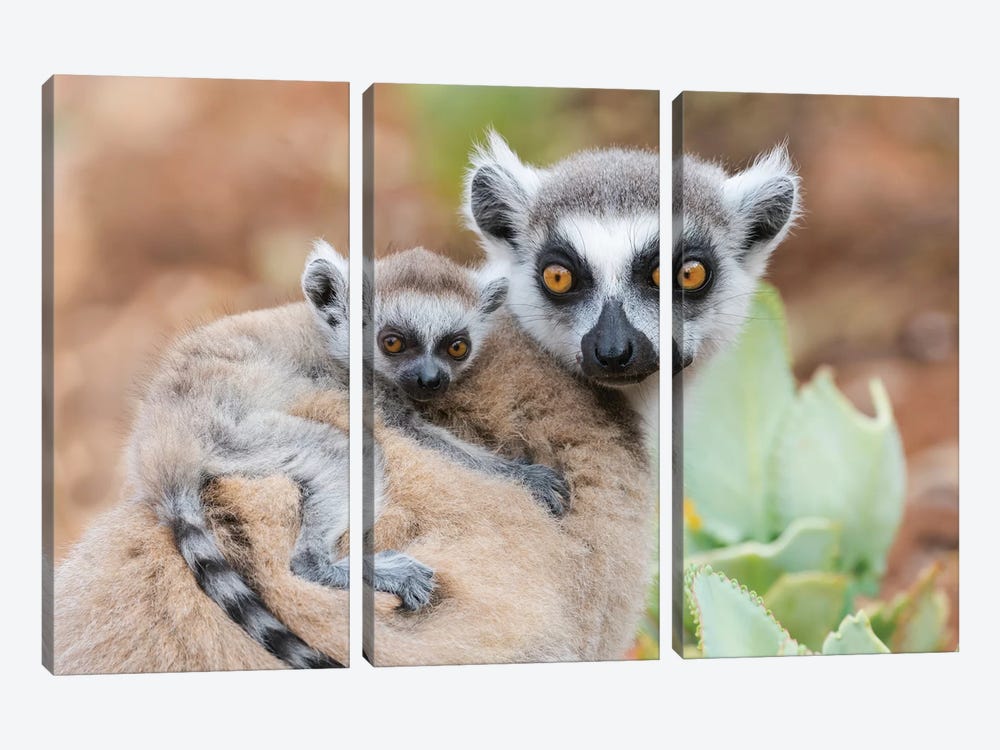 Africa, Madagascar, Anosy, Berenty Reserve. A Baby Ring-Tailed Lemur Clinging To Its Mother'S Back. by Ellen Goff 3-piece Art Print