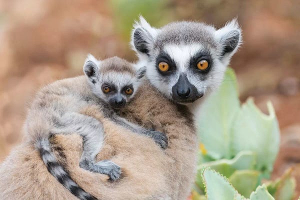 Ellen Goff: A Baby Ring-Tailed Lemur Clinging To Its Mother'S Back. Africa, Madagascar, Anosy, Berenty Reserve by Ellen Goff