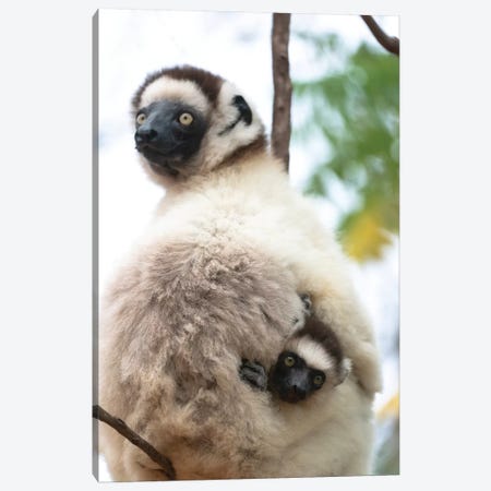 Africa, Madagascar, Anosy, Berenty Reserve. A Female Sifaka Clinging To A Tree While Its Baby Holds On To The Mother'S Back. Canvas Print #EGO86} by Ellen Goff Canvas Wall Art