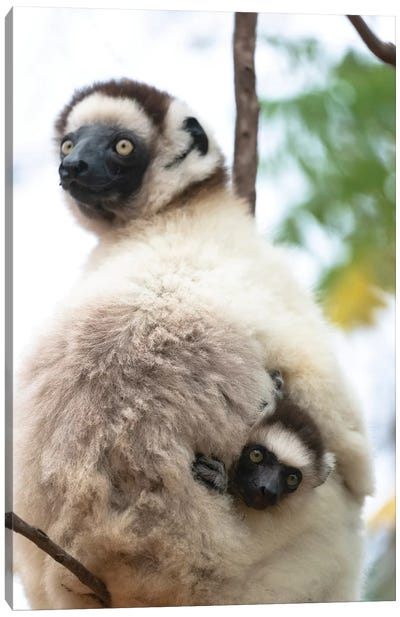 Africa, Madagascar, Anosy, Berenty Reserve. A Female Sifaka Clinging To A Tree While Its Baby Holds On To The Mother'S Back. Canvas Art Print