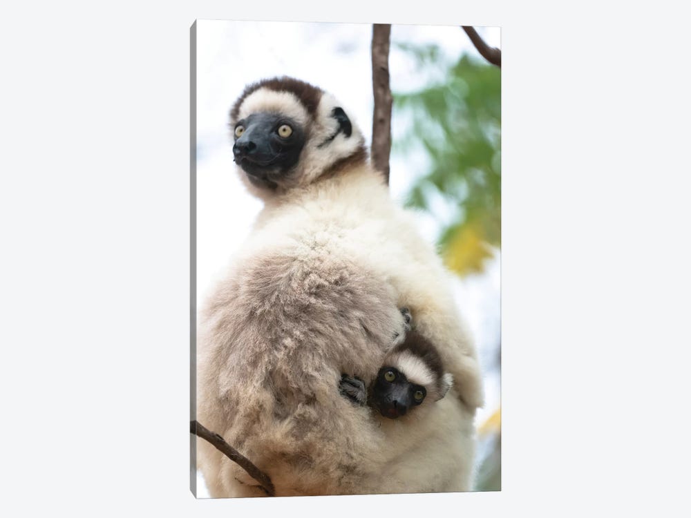 Africa, Madagascar, Anosy, Berenty Reserve. A Female Sifaka Clinging To A Tree While Its Baby Holds On To The Mother'S Back. by Ellen Goff 1-piece Canvas Wall Art