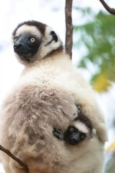 Ellen Goff: A Female Sifaka Clinging To A Tree While Its Baby Holds On To The Mother'S Back. Africa, Madagascar, Anosy, Berenty Reserve by Ellen Goff