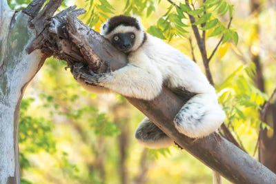 A Verreaux's Sifaka Hugging A Tree, Berenty Reserve, Anosy, Madagascar, Africa by Ellen Goff art print