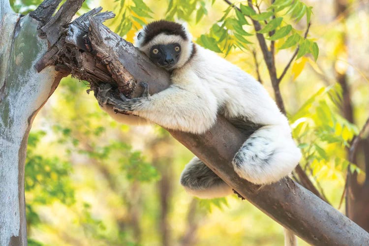 A Verreaux's Sifaka Hugging A Tree, Berenty Reserve, Anosy, Madagascar, Africa