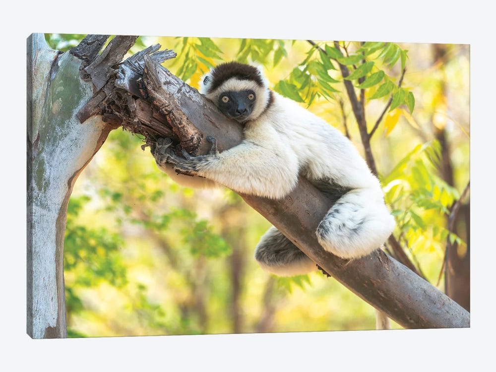 A Verreaux's Sifaka Hugging A Tree, Berenty Reserve, Anosy, Madagascar, Africa by Ellen Goff 1-piece Canvas Print