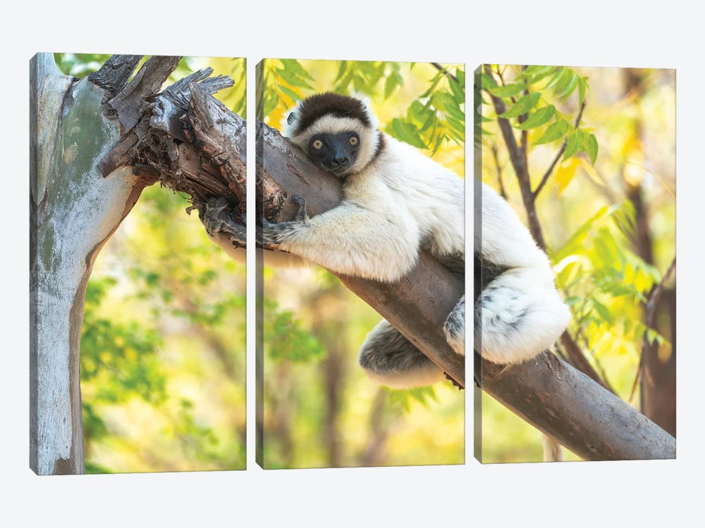A Verreaux's Sifaka Hugging A Tree, Berenty Reserve, Anosy, Madagascar, Africa by Ellen Goff 3-piece Canvas Art Print