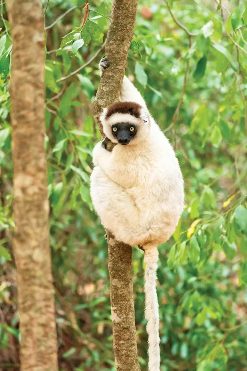 Africa, Madagascar, Anosy, Berenty Reserve. Portrait Of A Verreaux'S Sifaka In A Tree.