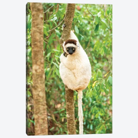 Africa, Madagascar, Anosy, Berenty Reserve. Portrait Of A Verreaux'S Sifaka In A Tree. Canvas Print #EGO88} by Ellen Goff Canvas Print