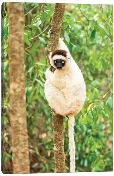 Africa, Madagascar, Anosy, Berenty Reserve. Portrait Of A Verreaux'S Sifaka In A Tree. Canvas Art Print