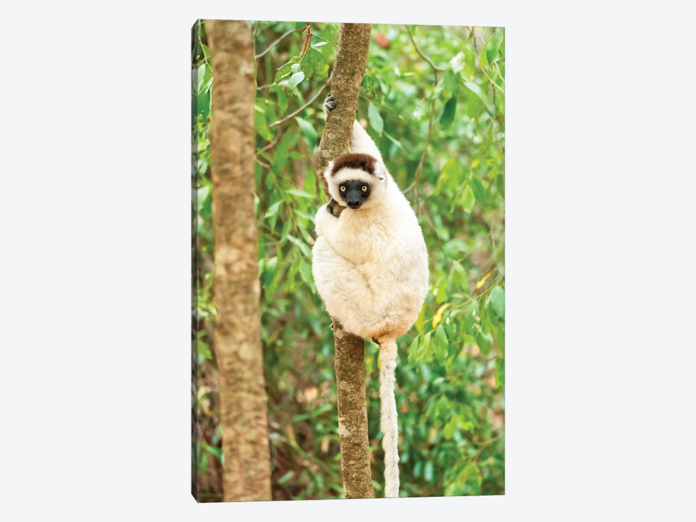 Africa, Madagascar, Anosy, Berenty Reserve. Portrait Of A Verreaux'S Sifaka In A Tree. by Ellen Goff 1-piece Canvas Art
