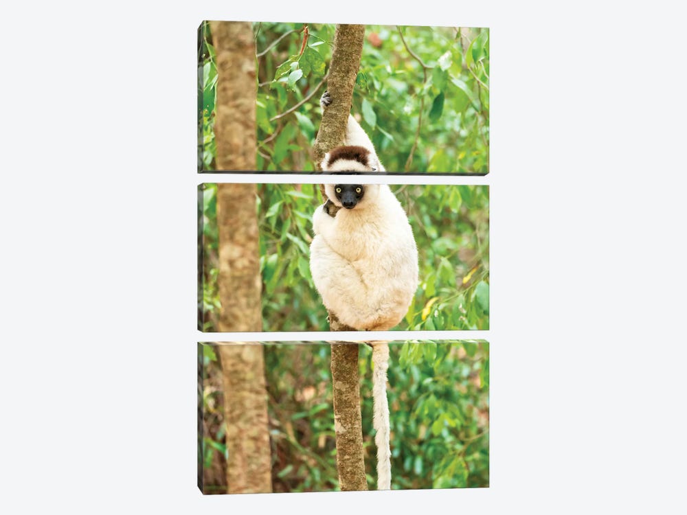 Africa, Madagascar, Anosy, Berenty Reserve. Portrait Of A Verreaux'S Sifaka In A Tree. by Ellen Goff 3-piece Canvas Art