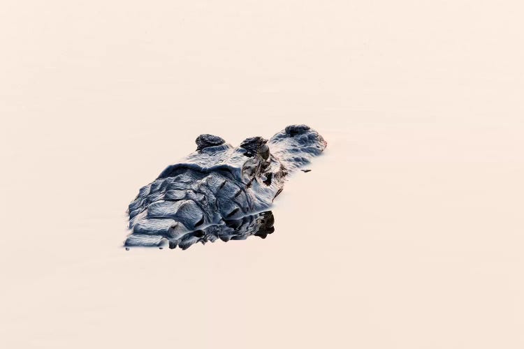 Brazil, The Pantanal. The head of a black caiman shows up in the still water.