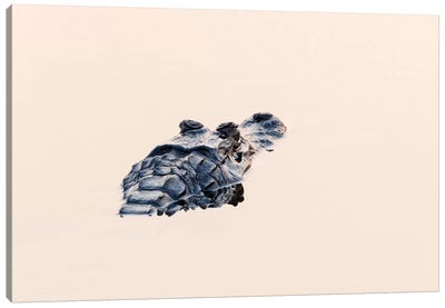 Brazil, The Pantanal. The head of a black caiman shows up in the still water. Canvas Art Print - Brazil Art