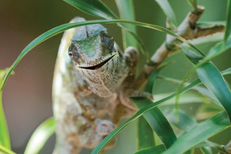 An Open-Mouthed Chameleon On The Trunk Of A Small Bush, Akanin'ny Nofy Reserve, Lake Ampitabe, Madagascar,  Africa