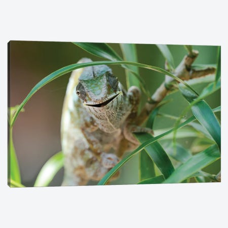 An Open-Mouthed Chameleon On The Trunk Of A Small Bush, Akanin'ny Nofy Reserve, Lake Ampitabe, Madagascar,  Africa Canvas Print #EGO91} by Ellen Goff Canvas Artwork