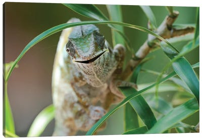 An Open-Mouthed Chameleon On The Trunk Of A Small Bush, Akanin'ny Nofy Reserve, Lake Ampitabe, Madagascar,  Africa Canvas Art Print