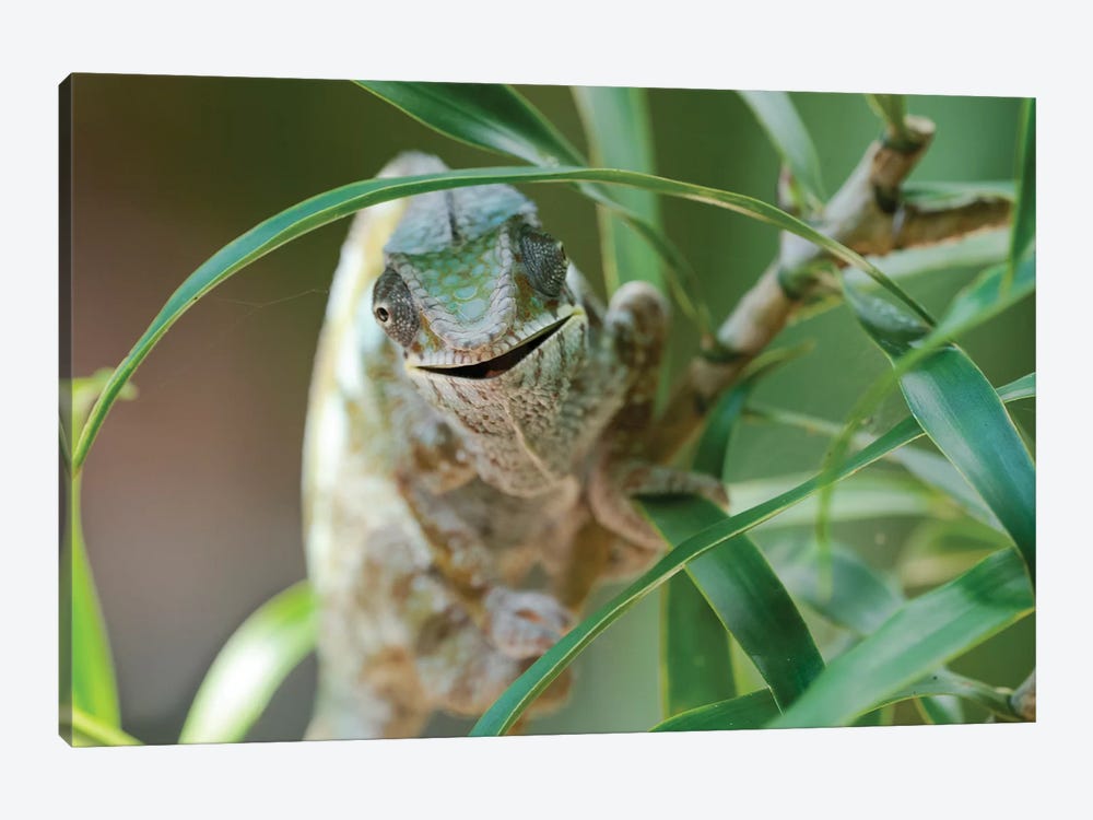 An Open-Mouthed Chameleon On The Trunk Of A Small Bush, Akanin'ny Nofy Reserve, Lake Ampitabe, Madagascar,  Africa by Ellen Goff 1-piece Canvas Artwork