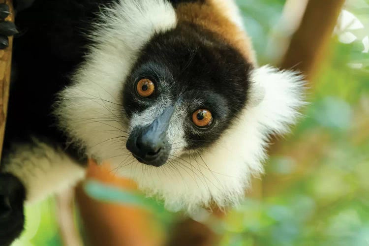 Africa, Madagascar, Lake Ampitabe, Akanin'Ny Nofy Reserve. Headshot Of The Showy Black-And-White Ruffed Lemur.